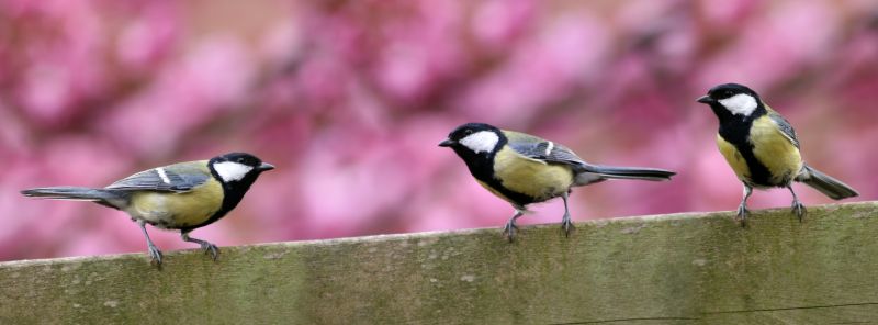 Commercial Bird Removal