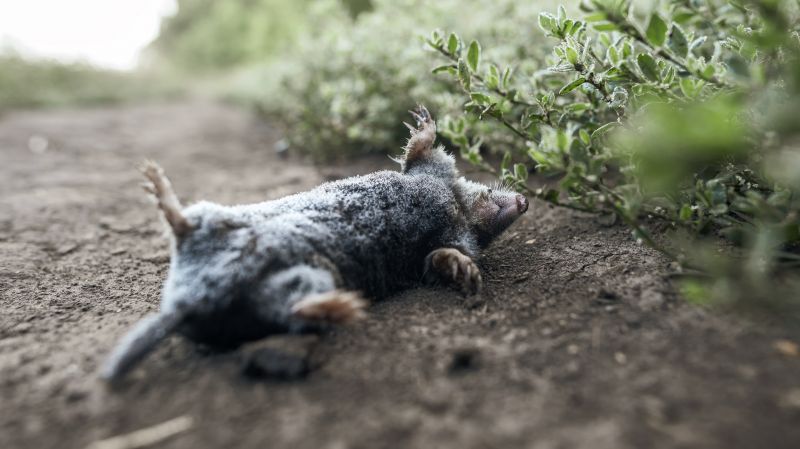 How Moles Destroy Lawns, Roots, And Irrigation Systems