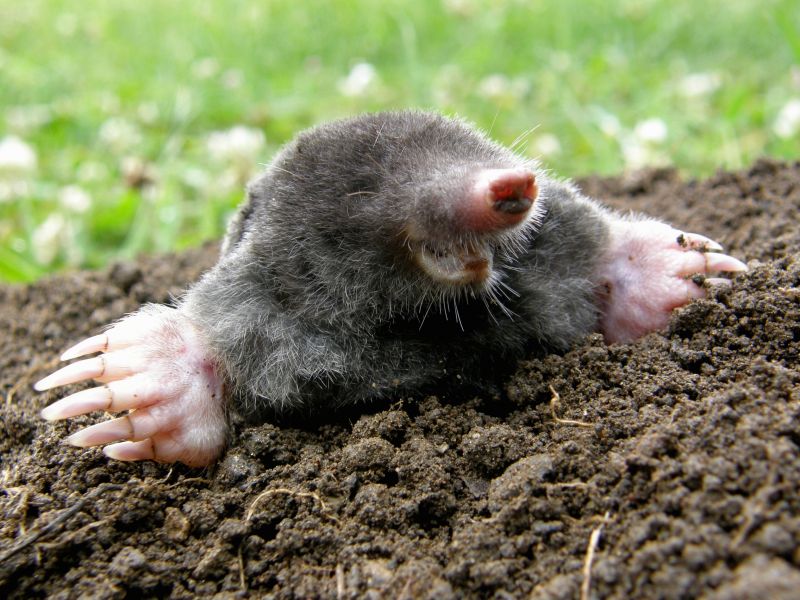 Mole Extermination Service