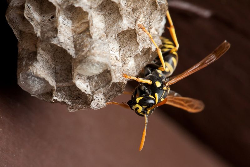 Wasps