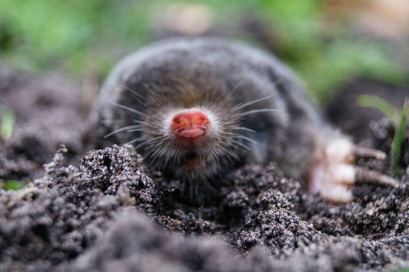 Top Rated Mole Extermination Products